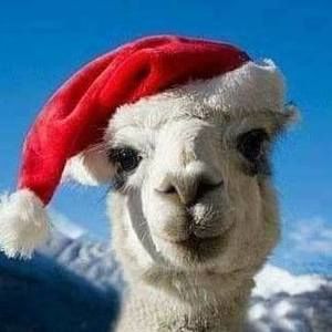 Meet your Posher, Lea